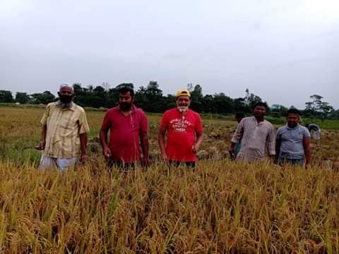 হোমনায় কৃষকের ধান কেটে দিলো জাতীয় পার্টি