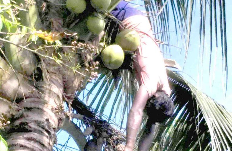 সরাইলের নারিকেল গাছের ডালা পরিষ্কার করতে গিয়ে বিদ্যুৎস্পৃষ্টে শ্রমিকের মর্মান্তিক মৃত্যু