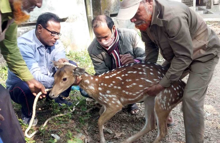 পাথরঘাটায় অসুস্থ্য হরিণ উদ্ধার