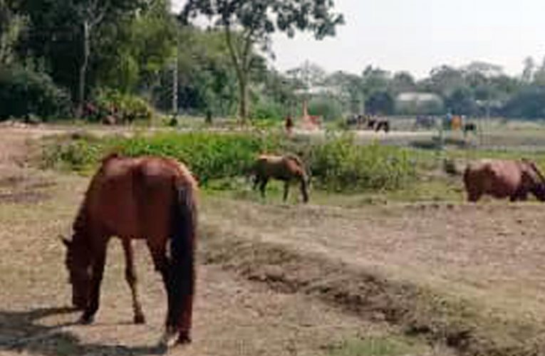 ভারতীয় ৭টি ঘোড়া আটক