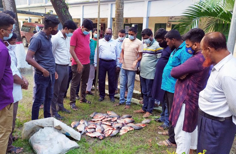 মুরাদনগরে পিরানহা মাছ জব্দ ভ্রাম্যমাণ আদালতে জরিমানা