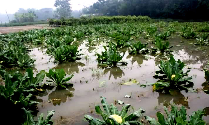 দেবীদ্বারে টানাবর্ষণে কৃষকদের স্বপ্ন ভাঙ্গার আর্তনাদ;  ২,৬৮১ হেক্টর ফসলের ১,৩৯৮ হেক্টর জমির ফসল আক্রান্ত